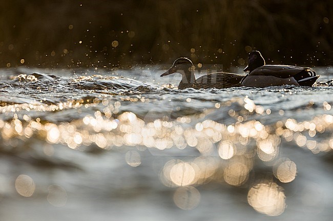 Pair of Mallards (Anas platyrhynchos platyrhynchos) in Germany swimming on a fast flowing river with backlight. stock-image by Agami/Ralph Martin,