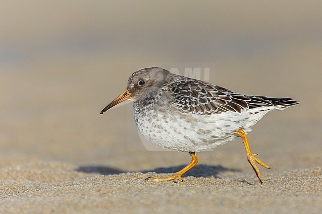 Purple Sandpiper (Calidris maritima) wintering along the Dutch North Sea coast on Texel, Netherlands. Running over the beach. stock-image by Agami/Marc Guyt,