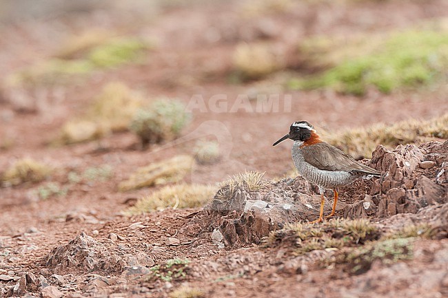 Adult Diademed sandpiper-plover (Phegornis mitchellii) in high Andes of central Peru. stock-image by Agami/Marc Guyt,