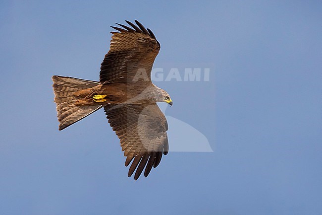 Volwassen Zwarte Wouw; Adult Black Kite stock-image by Agami/Daniele Occhiato,