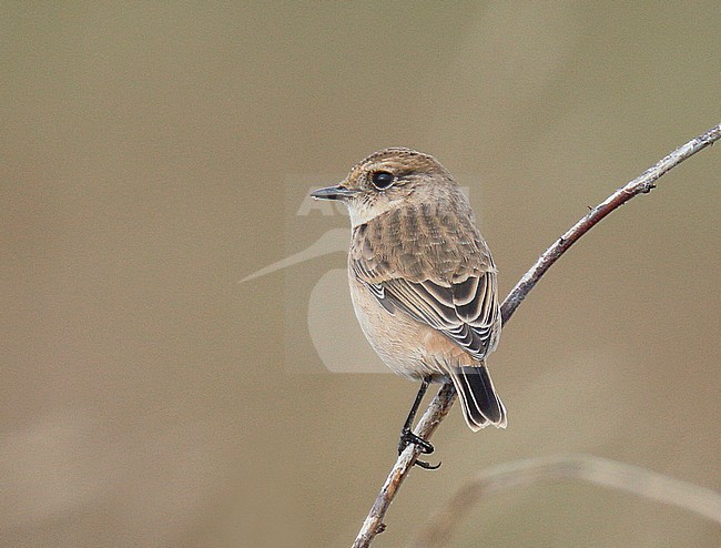 First-winter Stejneger's Stonechat (Saxicola stejnegeri) at Happisburgh, Norfolk, UK. 

DNA confirmed. stock-image by Agami/Steve Gantlett,