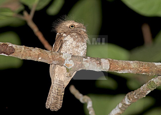 Palawankikkerbek, Palawan Frogmouth, Batrachostomus chaseni stock-image by Agami/Pete Morris,