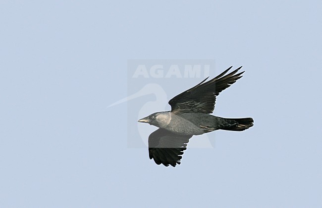 Kauw in de vlucht; Eurasian Jackdaw in flight stock-image by Agami/Markus Varesvuo,