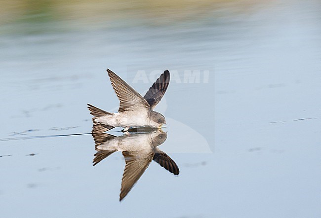 Drinking and foraging juvenile Common House Martin (Delichon urbicum) on a very hot weather summer day, skimming water surface by flying fast and very low with its bill wide open. Surface of the water is very smooth and calm and creating a reflection and mirror image of the bird stock-image by Agami/Ran Schols,