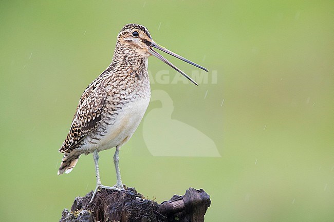 Common Snipe (Gallinago gallinago faeroeensis), adult calling from an old trunk stock-image by Agami/Saverio Gatto,