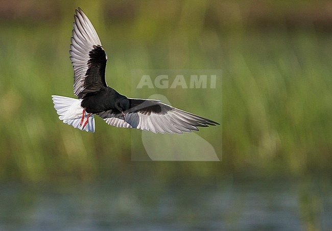 Witvleugelstern; White-winged Tern; Chlydonia leucopterus Poland, adult stock-image by Agami/Ralph Martin,