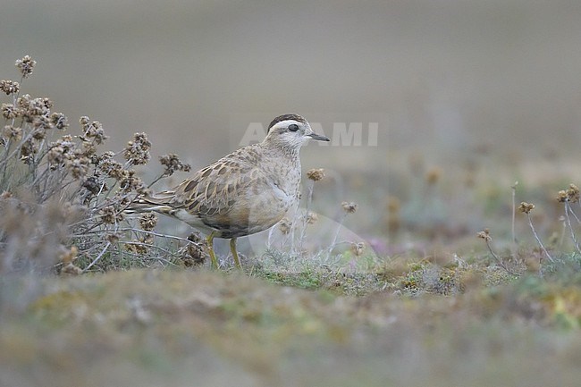 Eurasian Dotterel (Charadrius morinellus) adult, with the dune vegetation as background. stock-image by Agami/Sylvain Reyt,