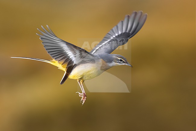 Grey Wagtail, Motacilla cinerea, in Italy. stock-image by Agami/Daniele Occhiato,