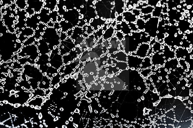 Berijpte spinnenweb, Frosted spider web stock-image by Agami/Wil Leurs,