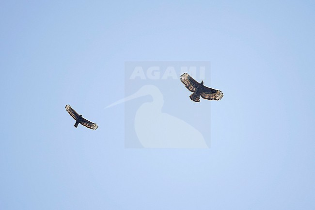 a couple of circeling adult crowned eagle, also known as the African crowned eagle or the crowned hawk-eagle (Stephanoaetus coronatus) above Kafa Biosphere Reserve in Ethiopia, left bird is the male, right bird is the female stock-image by Agami/Mathias Putze,