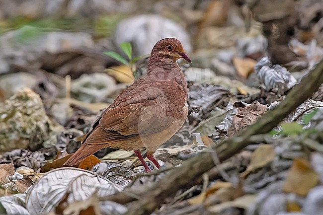 Ruddy Quail-Dove (Geotrygon montana montana) in the Dominican Republic. stock-image by Agami/Pete Morris,