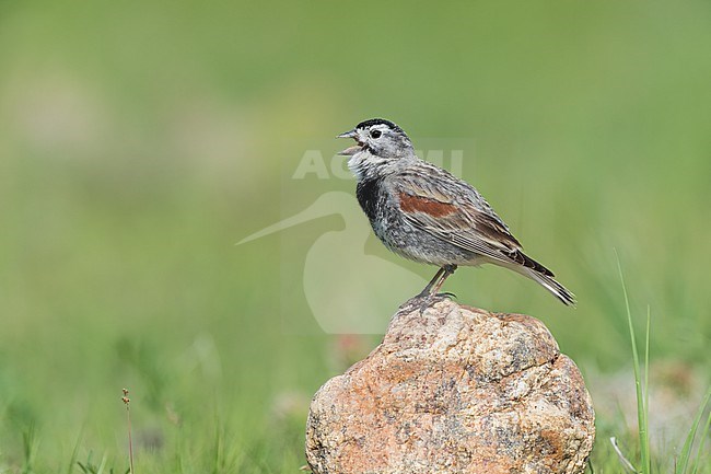 Adult male
Weld Co., CO
June 2023 stock-image by Agami/Brian E Small,