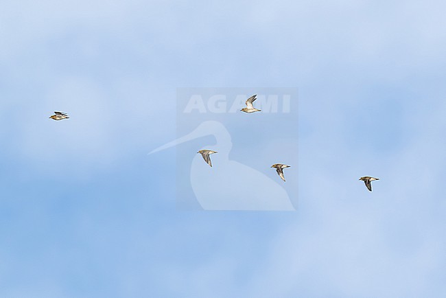 flock of european golden plover (pluvialis apricaria) in flight during autumn migration, found at Fehmarn at the Baltic Sea in Germany stock-image by Agami/Mathias Putze,