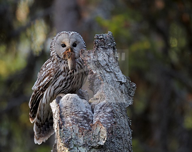 Oeraluil voert jongen op nest; Ural Owl feeding young on the nest stock-image by Agami/Markus Varesvuo,