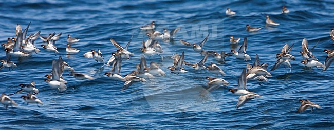 Grauwe Franjepoot groep laag vliegend over zee; Red-necked Phalarope group flying low over sea stock-image by Agami/Martijn Verdoes,