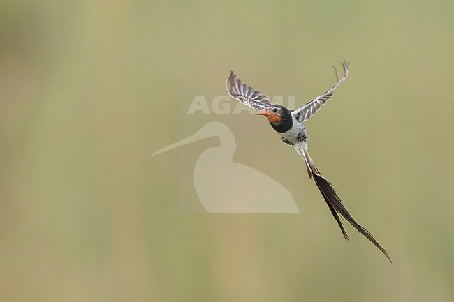 Male Strange-tailed Tyrant (Alectrurus risora) in display flight over natural grassland at Ibera marshes in Argentina. stock-image by Agami/Dubi Shapiro,