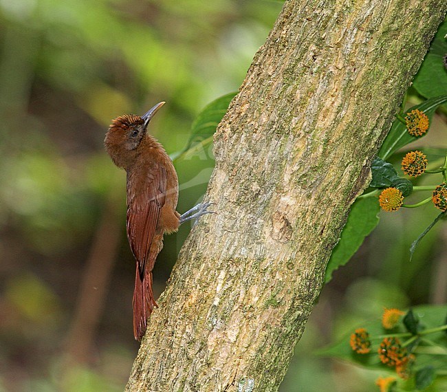 Plain-brown Woodcreeper (Dendrocincla fuliginosa) perched against a tree on the Lesser Antilles. stock-image by Agami/Pete Morris,