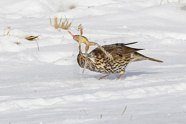 This series of images captures a unique event in which a Song Thrush (Turdus philomelos) completely devours a frog during a cold and snowy spell in the Dutch winter of 2021. stock-image by Agami/Jacob Garvelink,