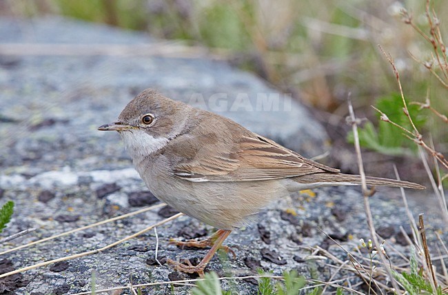 Mannetje Grasmus; Male Common Whitethroat stock-image by Agami/Markus Varesvuo,