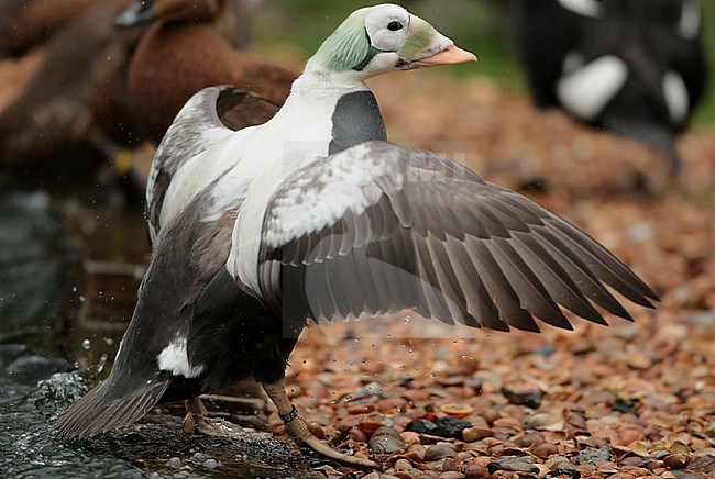 Spectacled Eider (Somateria fischeri), second winter male in captivity coming out of the water, showing upperwing. stock-image by Agami/Fred Visscher,