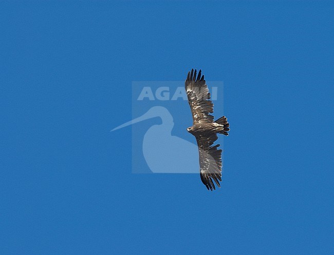Greater Spotted Eagle (Clanga clanga) stock-image by Agami/Markku Rantala,
