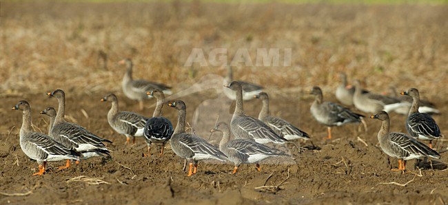 Groep Toendrarietganzen in een akker; Group of Tundra Bean Geese in a field stock-image by Agami/Hans Gebuis,
