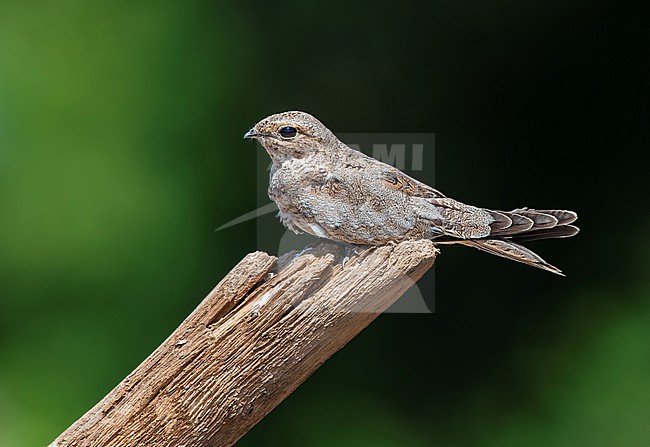 Sand-colored Nighthawk (Chordeiles rupestris) perched on top of a trunk in Madre de Dios, Peru, South-America. stock-image by Agami/Steve Sánchez,