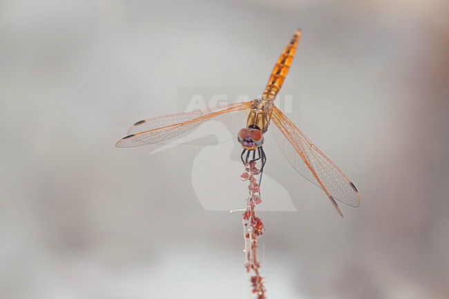 Imago Purperlibel; Adult Violet dropwing; Adult Violet-marked Darter; stock-image by Agami/Fazal Sardar,