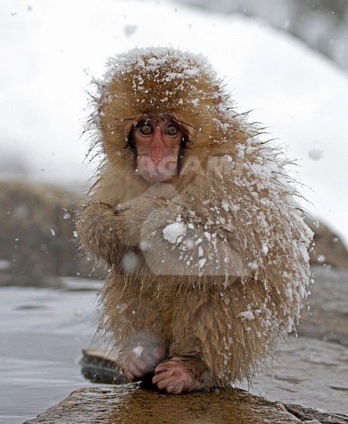 Japanse Makaak jong, Japanese Macaque young stock-image by Agami/Pete Morris,