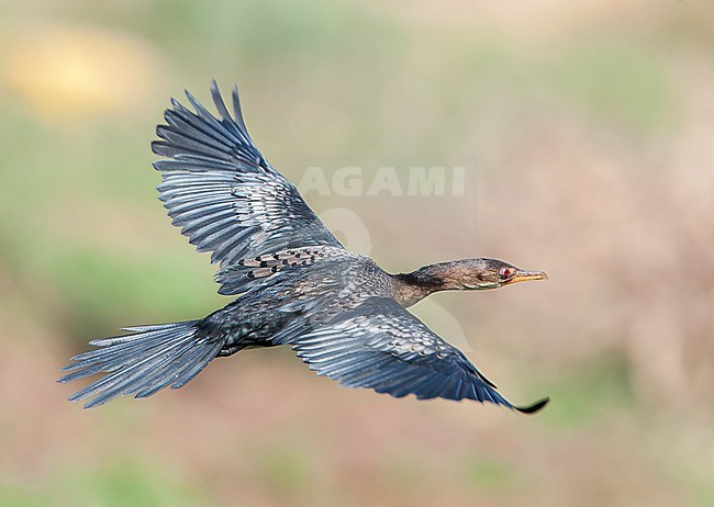 Reed cormorant (Microcarbo africanus), also known as the long-tailed cormorant, in the Gambia. stock-image by Agami/Marc Guyt,