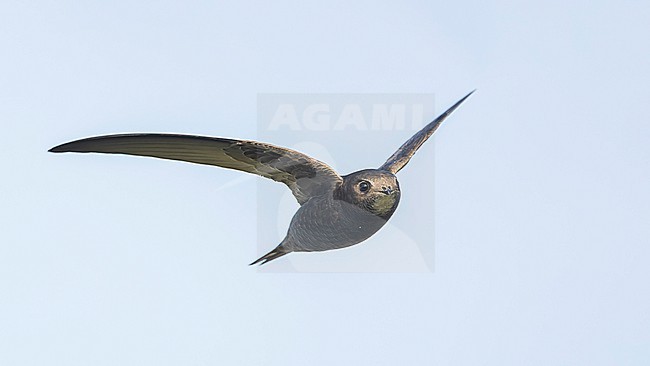 Common Swift (Apus apus) in flight, on migration. stock-image by Agami/Lennart Verheuvel,