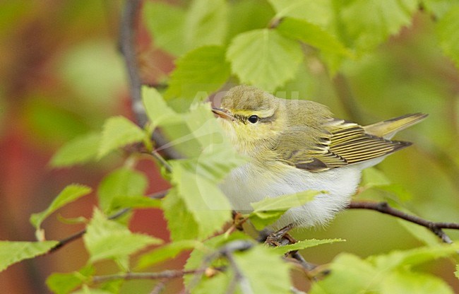Fluiter zittend op takje; Wood Warbler perched on a branch stock-image by Agami/Markus Varesvuo,