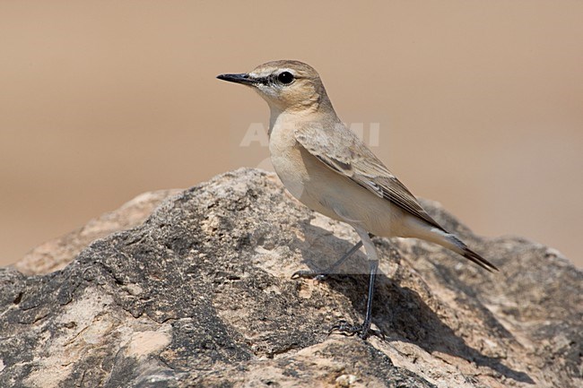 Izabeltapuit; Isabelline Wheatear stock-image by Agami/Daniele Occhiato,