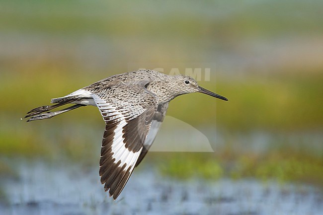 Adult Willet (Tringa semipalmata) at coastal area of Galveston County, Texas, USA, during spring migration. Flying low over marshland. stock-image by Agami/Brian E Small,