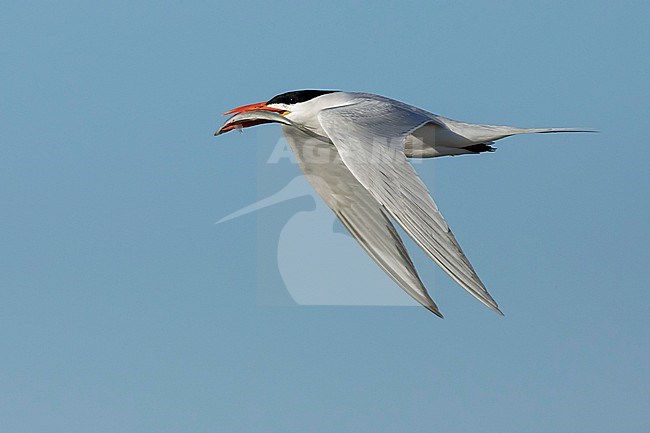 Adult breeding
Galveston Co., TX
April 2018 stock-image by Agami/Brian E Small,