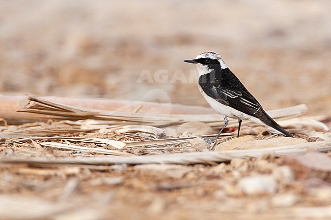 Vittata Pied Wheatear (Oenanthe pleschanka vittata) at KM20, near Eilat, Israel. First record for Israel stock-image by Agami/Marc Guyt,