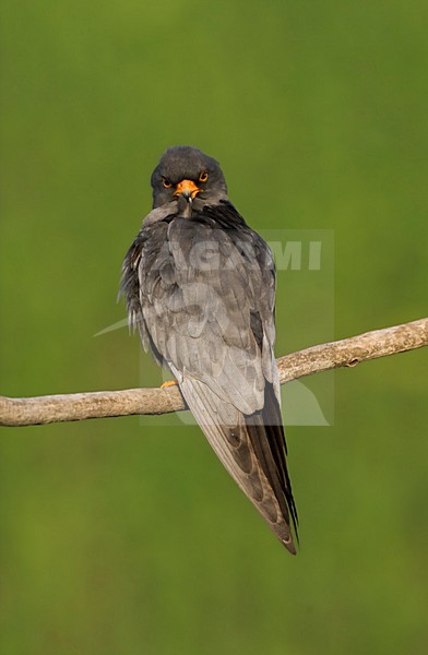 Roodpootvalk, Red-Footed Falcon, Falco vespertinus stock-image by Agami/Marc Guyt,