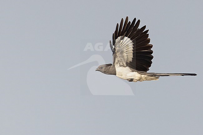 White-bellied go-away-bird (Crinifer leucogaster) in flight in Tanzania. stock-image by Agami/Dubi Shapiro,