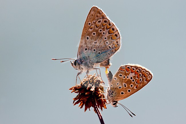 Icarusblauwtje, Common Blue stock-image by Agami/Theo Douma,