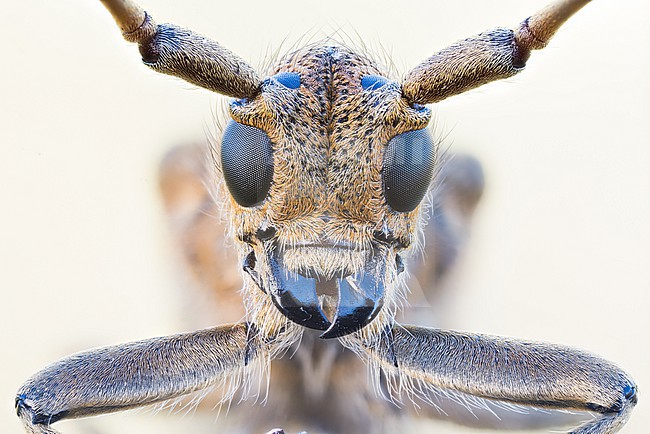 Saperda carcharias - Grosser Pappelbock, Germany (Baden-Württemberg), imago stock-image by Agami/Ralph Martin,