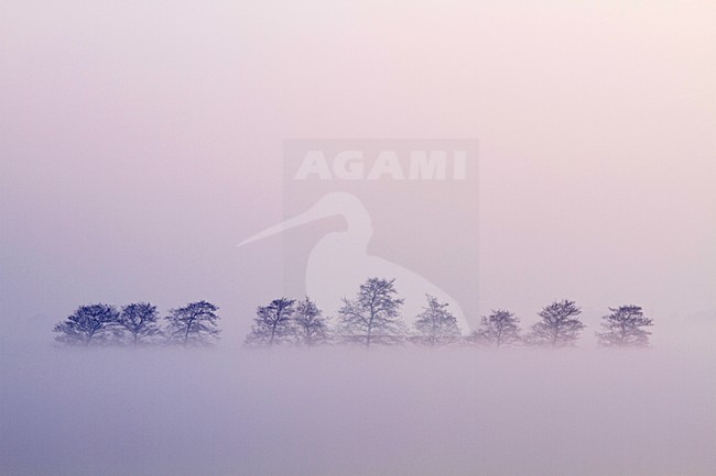 Zonsopkomst met weiland, Sunrise with meadow stock-image by Agami/Menno van Duijn,