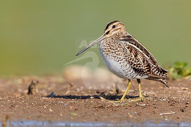 Common Snipe (Gallinago gallinago), side view of an adult standing on the ground, Campania, Italy stock-image by Agami/Saverio Gatto,