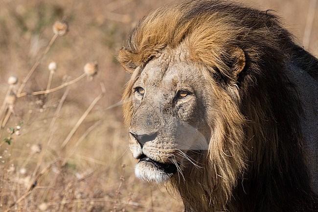 Portrait of an adult dominant male lion, Panthera leo of the Marsh Pride. Savuti, Chobe National Park, Botswana stock-image by Agami/Sergio Pitamitz,