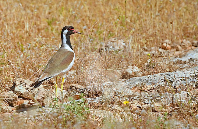  stock-image by Agami/Eduard Sangster,