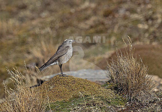 Ochre-naped Ground Tyrant (Muscisaxicola flavinucha) in Patagonia, Argentina. stock-image by Agami/Pete Morris,