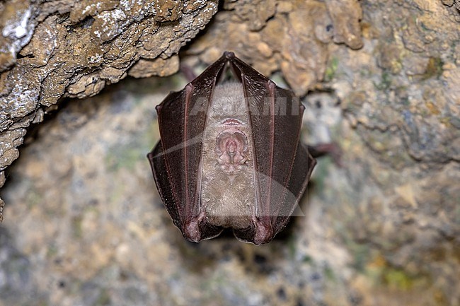 Greater Horseshoe Bat (Rhinolophus ferrumequinum) perched on a small cave in Lerik Mountain, Azerbaijan. stock-image by Agami/Vincent Legrand,