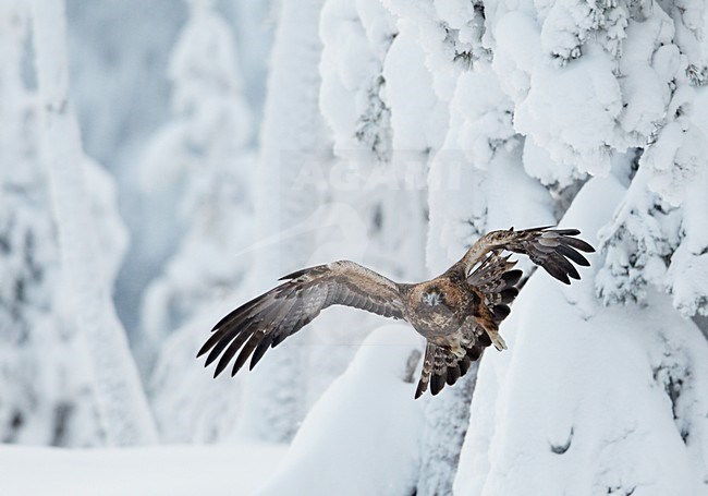 Steenarend jagend in de winter; Golden Eagle hunting in winter stock-image by Agami/Markus Varesvuo,