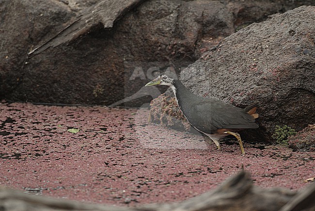 White-breasted Waterhen (Amaurornis phoenicurus) at Pench NP, India stock-image by Agami/Helge Sorensen,