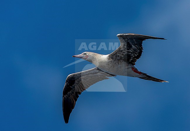 Red-footed booby, Sula sula sula, in the southern atlantic ocean. stock-image by Agami/Marc Guyt,