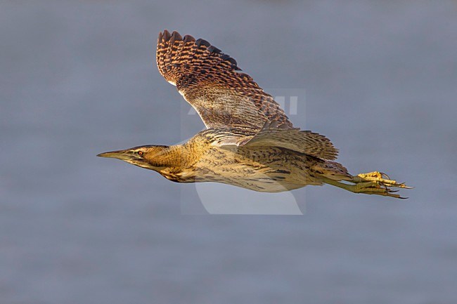 Roerdomp; Great Bittern; Botaurus stellaris stock-image by Agami/Daniele Occhiato,